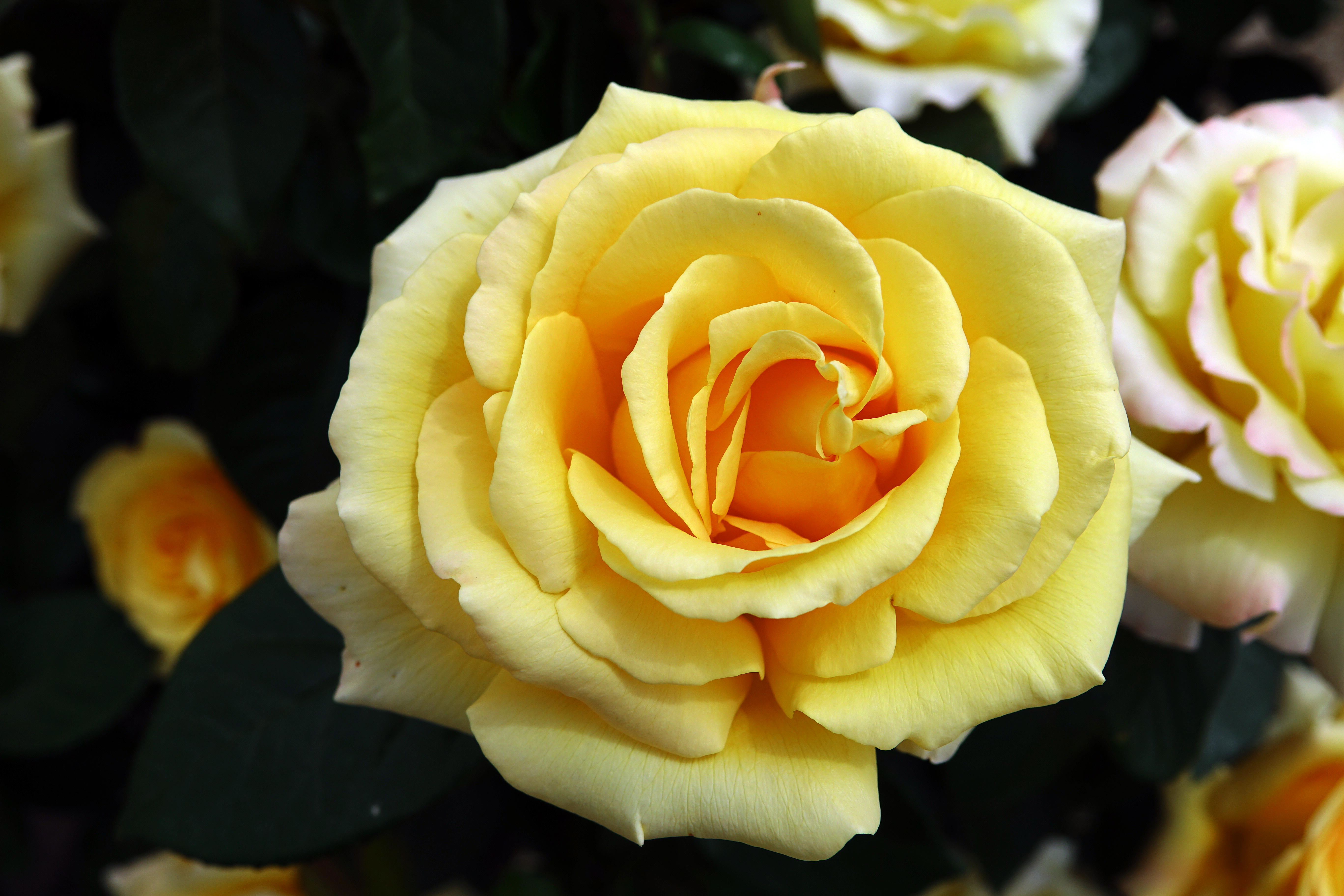 ©SUNFLOR - Primavera